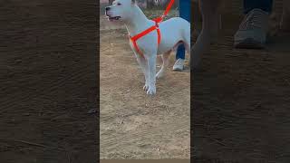 viral short trendingshorts pakistani bully