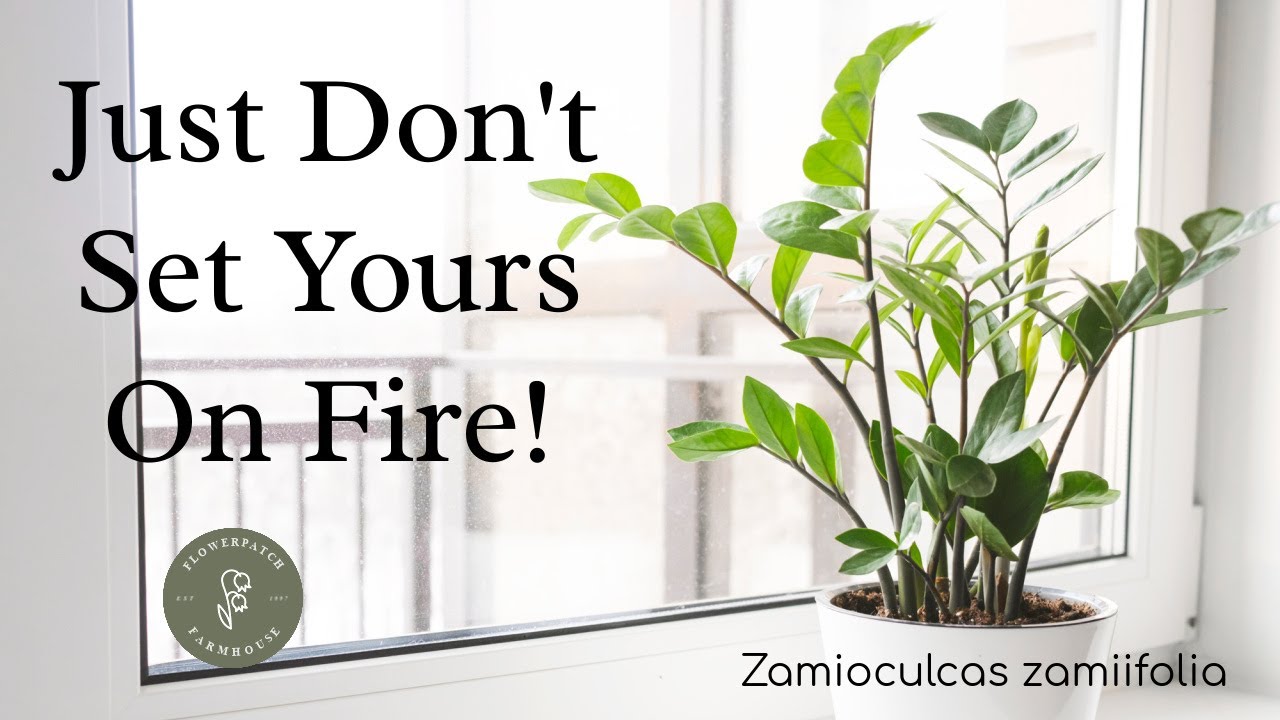 ZZ Plant Makeover: Dividing and Repotting Secrets for Lush Foliage