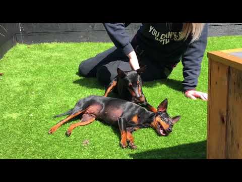 English Toy Terriers getting a brush in the sun
