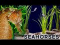 Why Seahorses Are So Weird