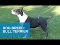 Dog Breed Video: Bull Terrier