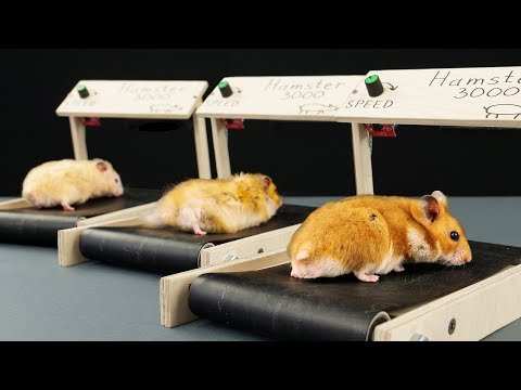 DIY Treadmill for Hamster