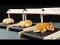 DIY Treadmill for Hamster