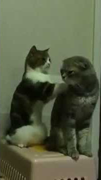 Kucing mijiti kucing