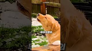 강아지가 혼자 있을 때 절대 보면 안 되는 이유