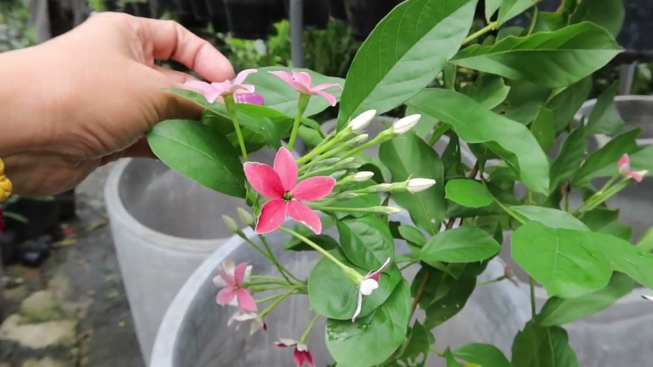 BACK TO PLANT SHOPPING (Kahit May Bagyo)