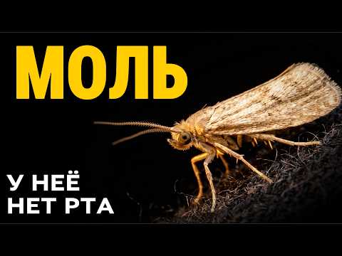 Moths eat your sweater. Their relatives drink the tears of birds