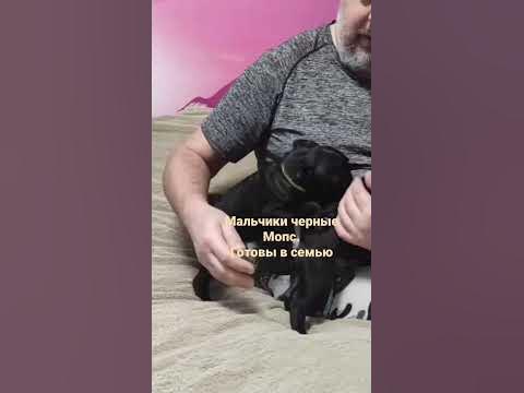 Крутые черные мопсы готовы в семью ️🐶 #мопс #породамопс #купитьмопса # ...