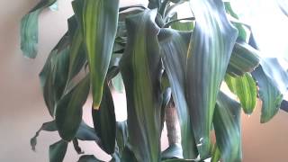 Samsung Focus 2 Video Sample