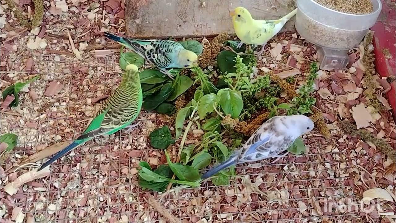 budgie and quail cam . YouTube