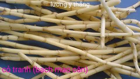 Cỏ tranh. Thần dược bổ thận, giải độc gan. Nhưng ít người biết đến