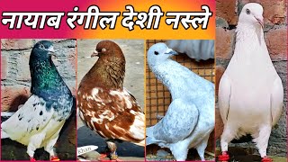Old Desi High Flyer Kabootar !! पुरानी ब्रांड नस्लो के कबूतर !! Arshad idrisi Pigeons 