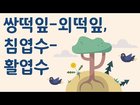 [쉬운과학] 쌍떡잎 외떡잎 침엽수 활엽수