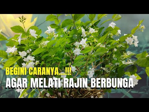 Video: Jasmine Tidak Berbunga - Apa yang Harus Dilakukan Untuk Melati Tanpa Mekar