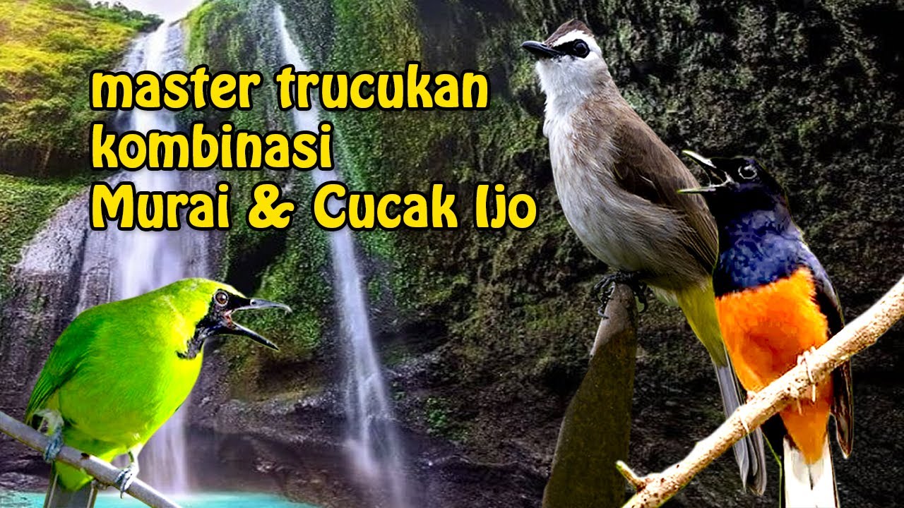 Masteran Trucukan Mewah isian Murai Batu dan Cucak Ijo