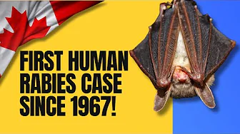 Ontario’s First Human Rabies Case in 60 Years: What Happened? thumbnail