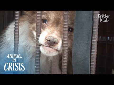 Video: Gizemli Nedeni Küçük Köpekler Büyük Köpekleri Outlive