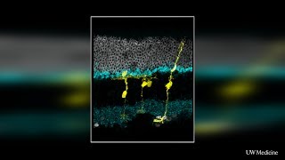 Scientists regenerate retinal cells in mice