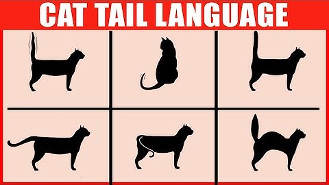 How to Read Your Cat