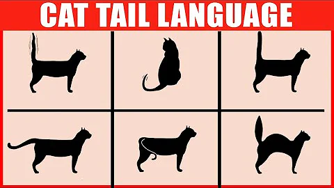 what cat tail wags mean