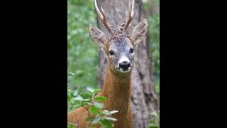 Roe Deer Call #shorts #deer #animal screenshot 3