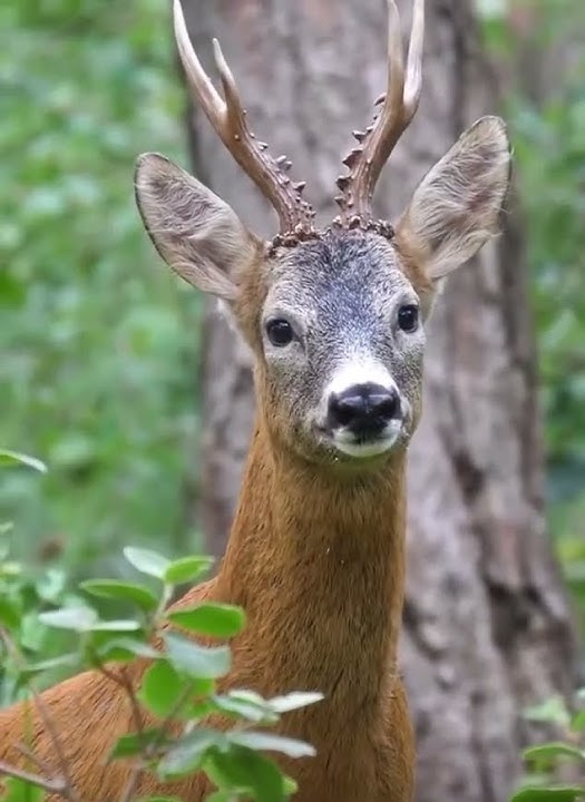 Panggilan Rusa Roe #celana pendek #rusa #hewan