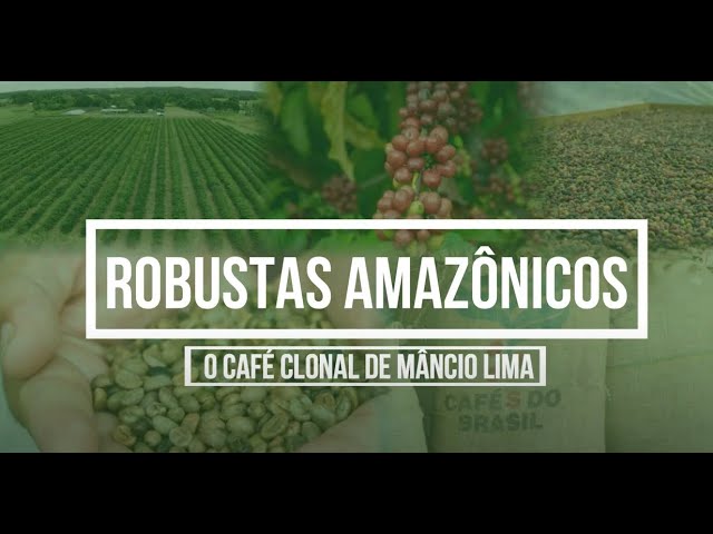 ESPECIAL CAFÉ: Robusta amazônico - Portal Campo Vivo
