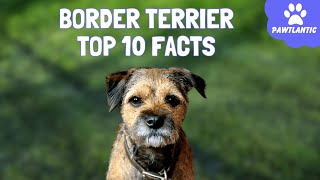 Border Terrier 101: Top 10 Fascinating Facts about this Adorable Breed!