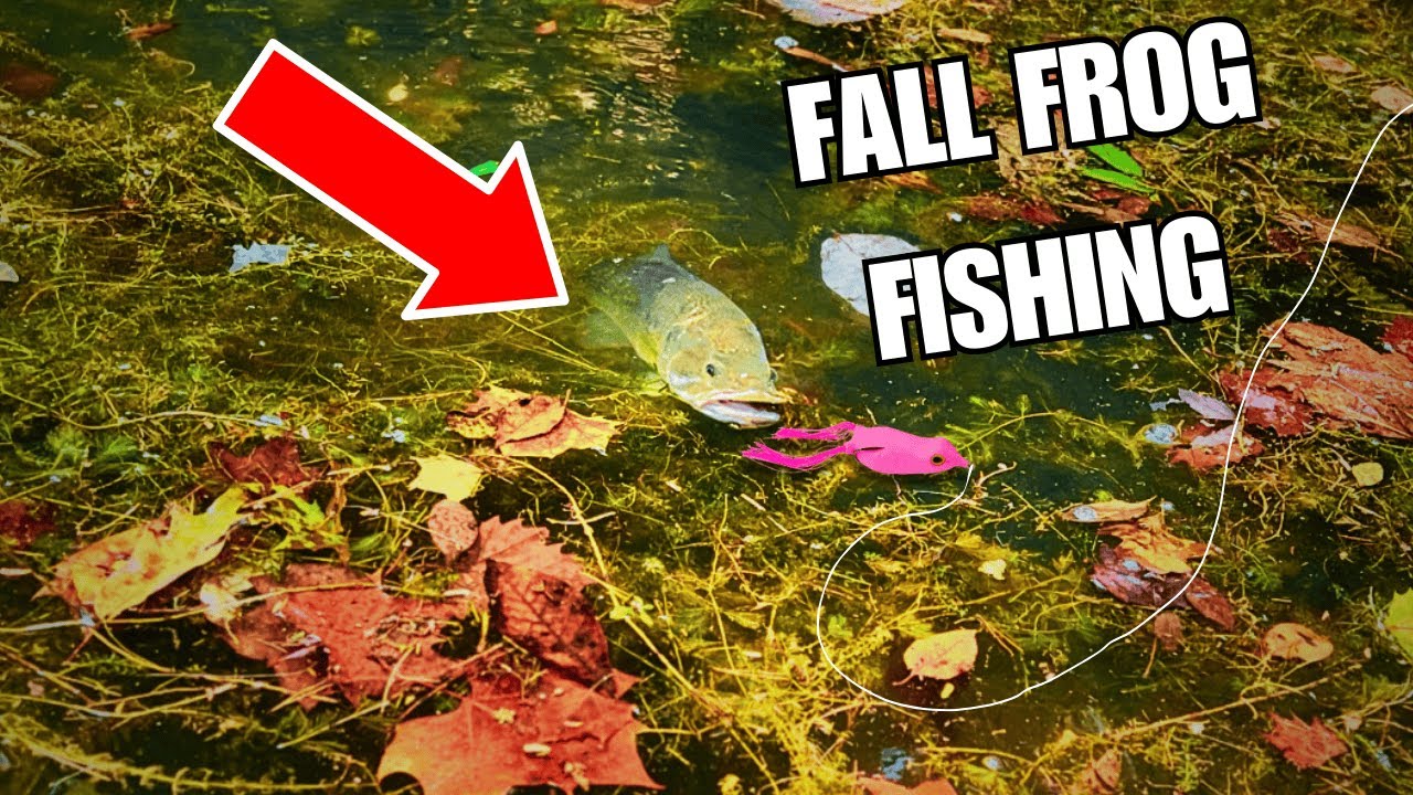 How To Catch Giant Bass On Frogs During The Fall! – Fort Loudoun September Bass Fishing…
