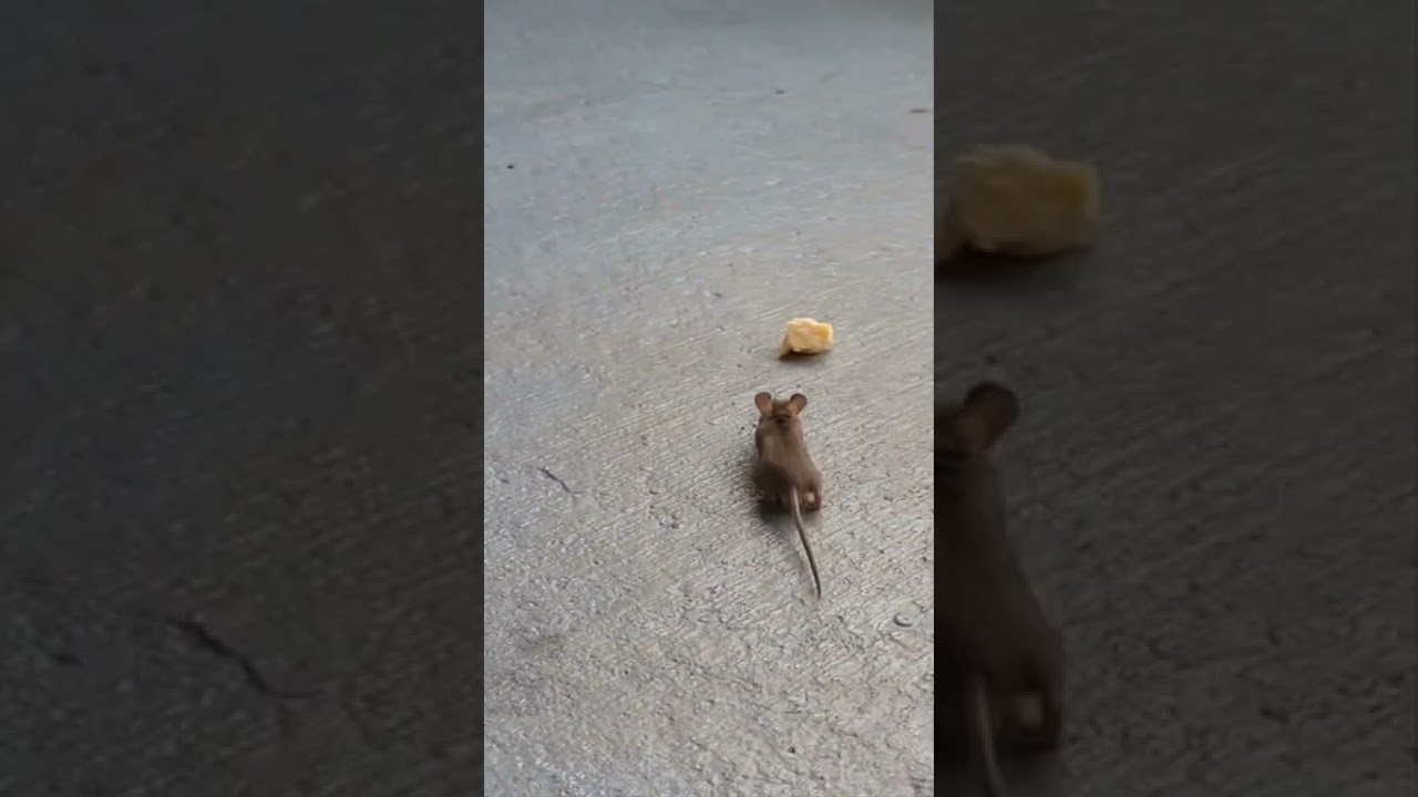 Era mucho  queso para este  ratón 🐁 😬