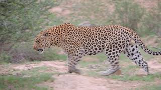 Magnificent Male Leopard shows off his Camouflage.