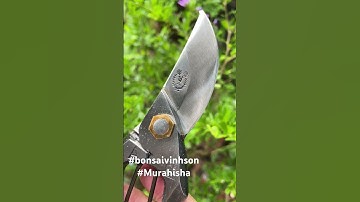 Kéo cắt chữ A bông lúa thép ghép lõi đồng Murahisa