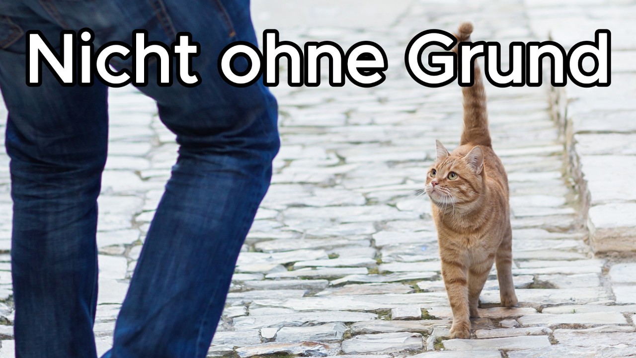 Warum deine Katze dir ständig folgt – das steckt dahinter