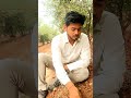 whitegrub(munda) control in Pomegranate#pomegranate #farming #farmer #shorts #organic #india #reels