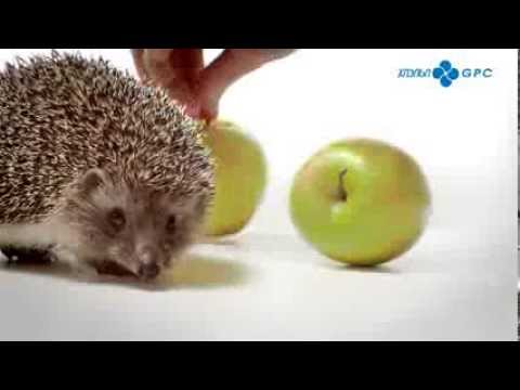 ჯიპისის ტრადიციული საახალწლო გათამაშება