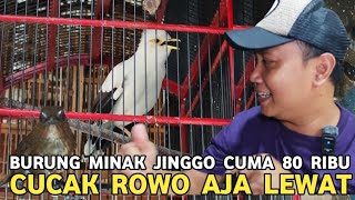 TERBARU DIKIOS MANTO BURUNG MINAK JINGGO CUMA 80 RIBU GACORNYA MEWAH ANIS MERAH LEWAT !!!