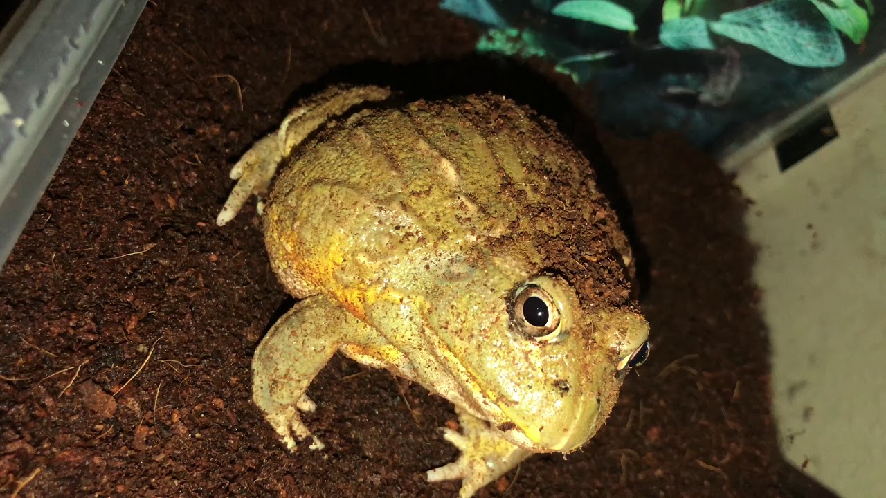 African Bullfrog Weekly Growth Episode 25 YouTube
