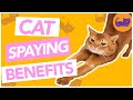 Benefits of Spaying &amp; Neutering Cats - Top Health Benefits