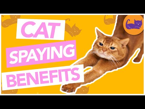 Benefits of Spaying & Neutering Cats - Top Health Benefits