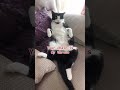 Funny cat video funny animals videos pets funny #funnycat #funnyanimals #cutecat #cats #funnypets