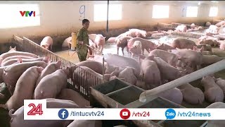 Bên trong trang trại nuôi lợn xuất khẩu chính ngạch đầu tiên của Việt Nam - Tin Tức VTV24 screenshot 5
