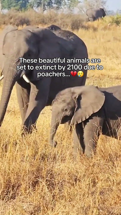 Please spread the word🐘❤️‍🩹 #elephant