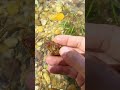 Beautiful stone in the river found river stone