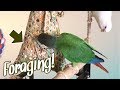 5 Foraging Ideas for Parrots!