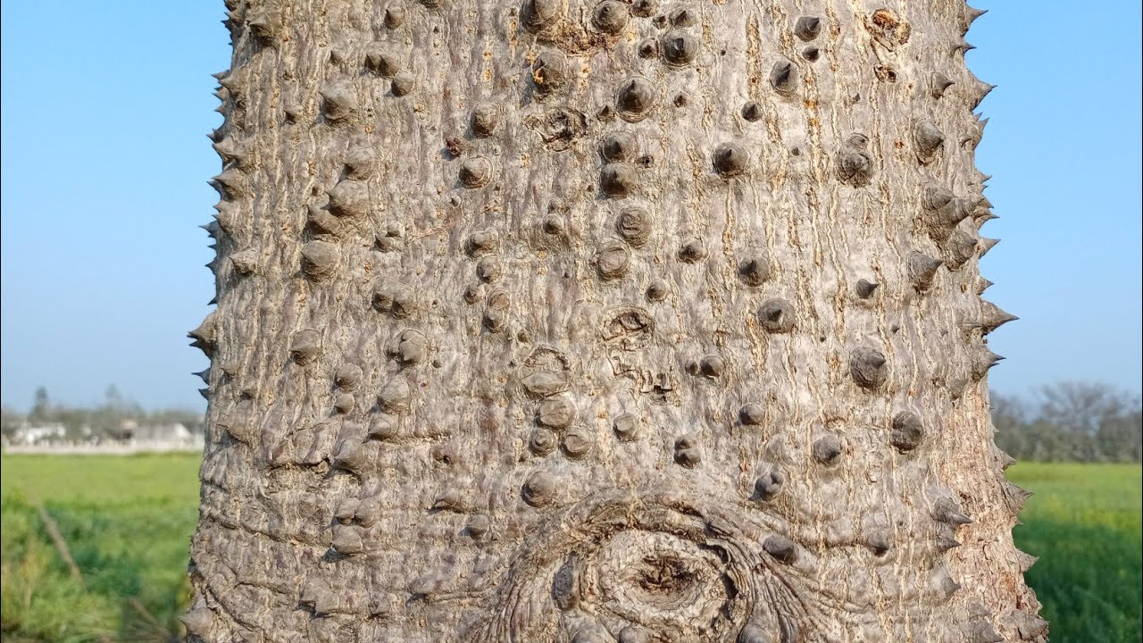 इस पेड़ के फायदे जान लो बहुत ही काम आएगा Semal ke fayde