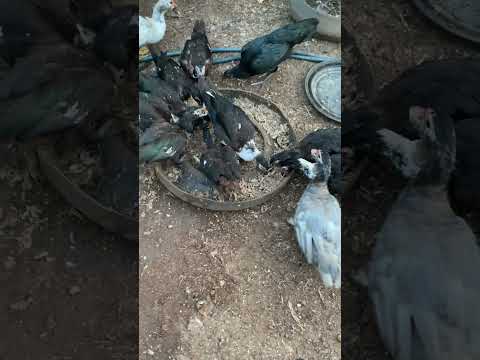 AAM SREA - Feed ducks and chickens#viral #shorts #shortsvideo