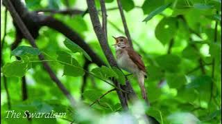 Merdunya Suara Sikatan Londo Nightingale di Alam Liar