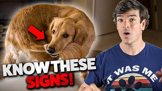 Body Language Signs Every Dog Parent Must Know! by The Pampered Pup 202 views 8 months ago 11 minutes, 58 seconds