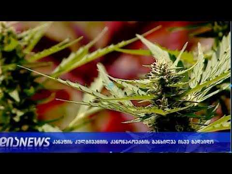 კანაფის კულტივაციის კანონპროექტის განხილვა ისევ გადაიდო 09.10.2018