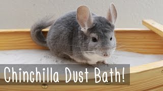 Chinchilla Dust Bath!